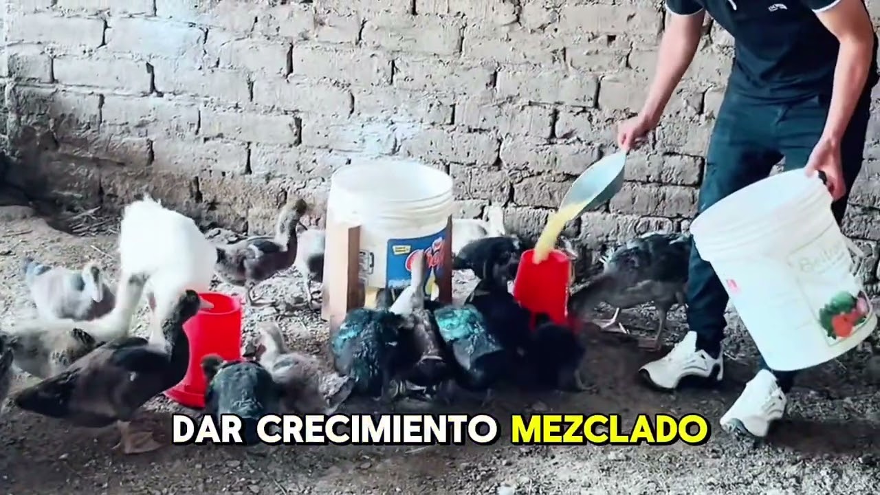 Etapa de alimentación de los patos desde cero asta su final del pato #patos #video #viralvideo