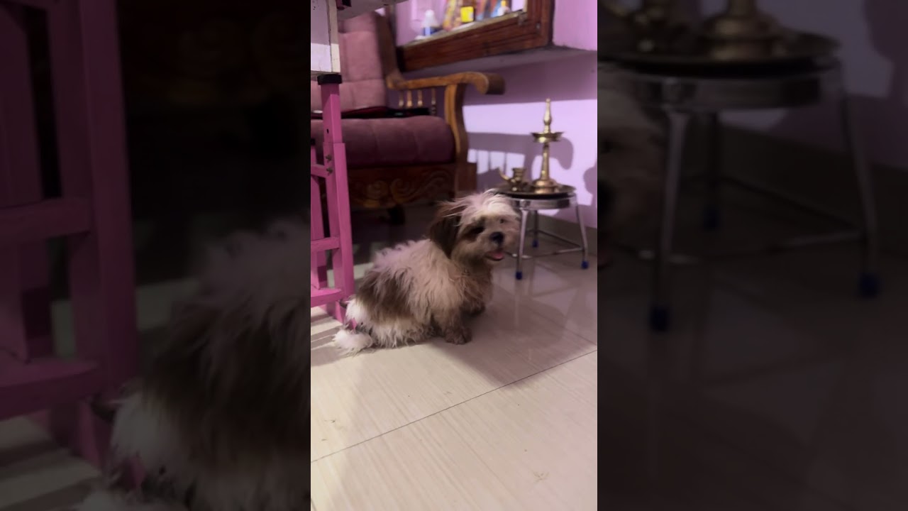 Shih Tzu barking for nothing 