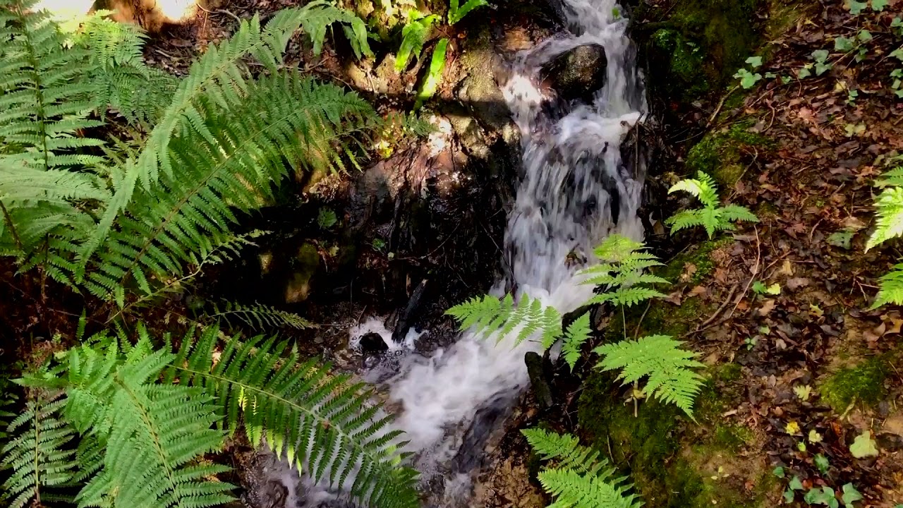 Ecclesbourne Glen