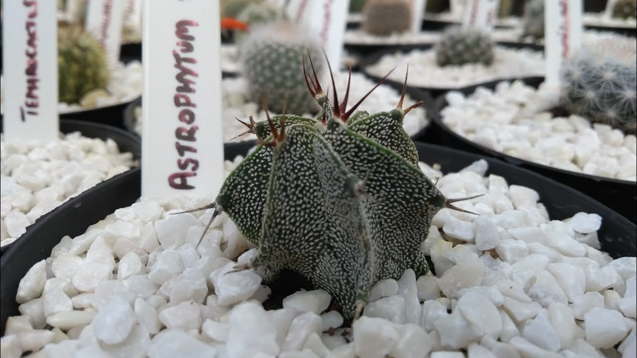 CACTOS QUE COMPREI NO CACTÁRIO HORST