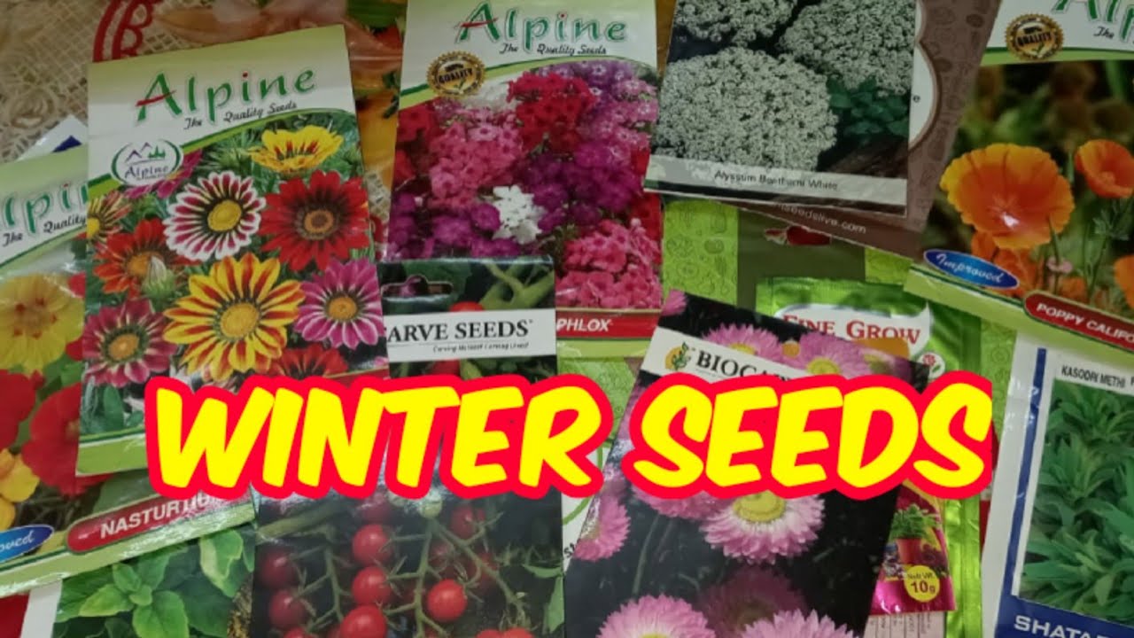 Winter Seeds || What seeds to grow in Winter season? || Online seeds India #gardendesires