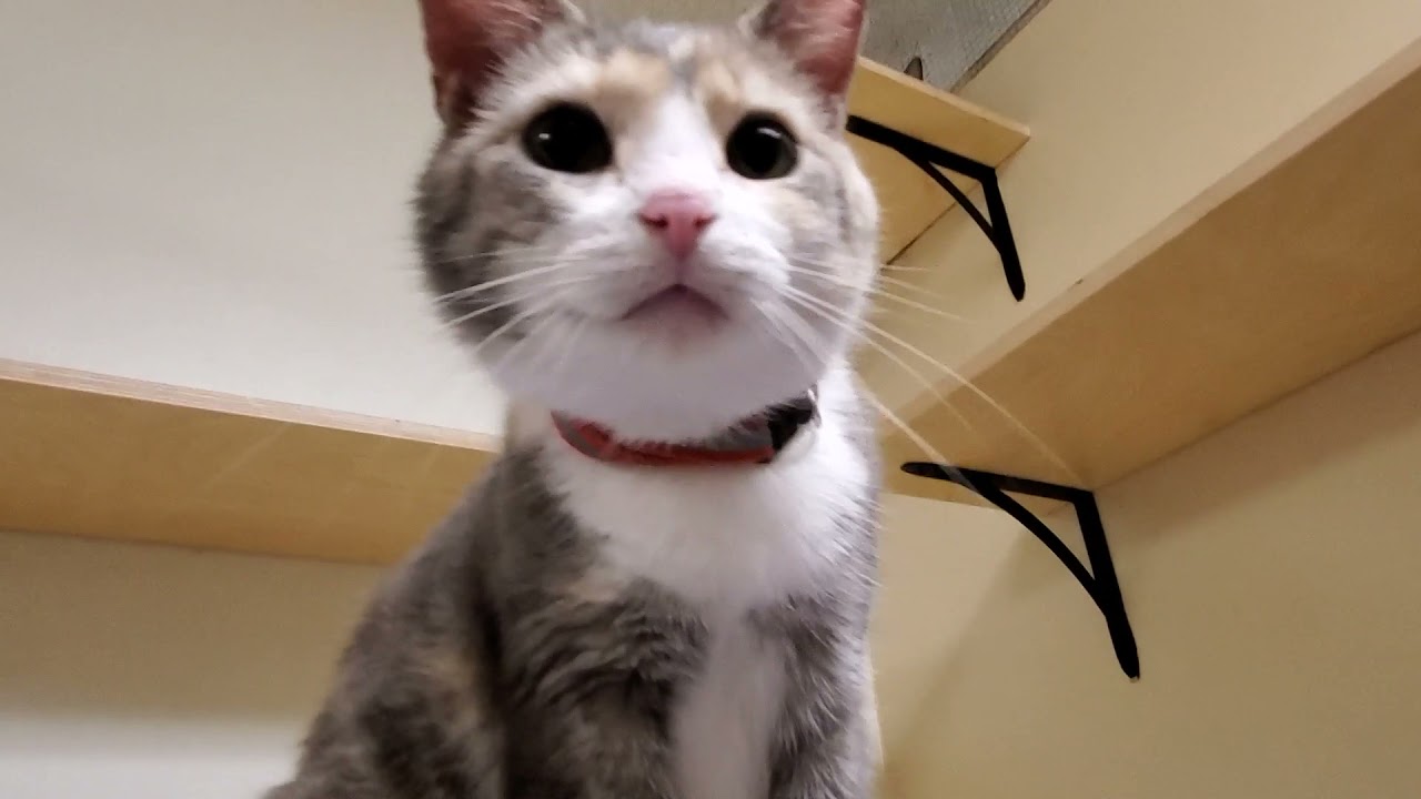 About Us: Cat Welfare Association