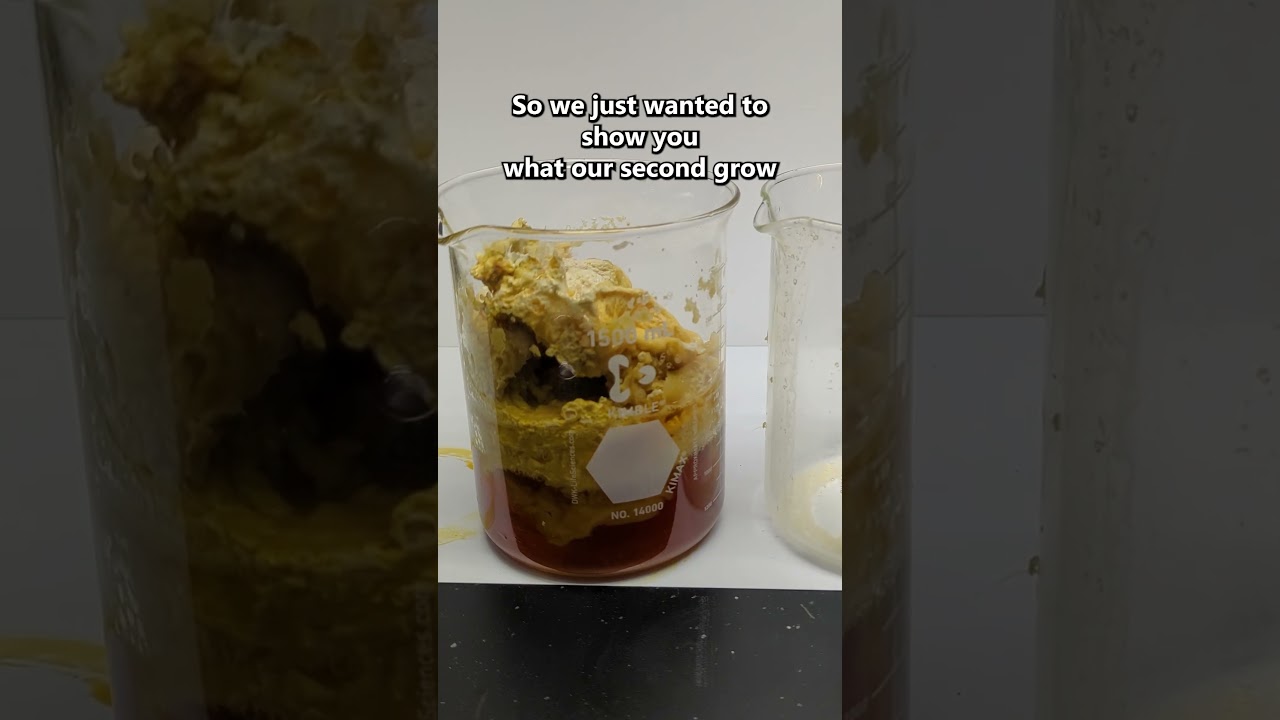 We grew a SLAB of mold on purpose