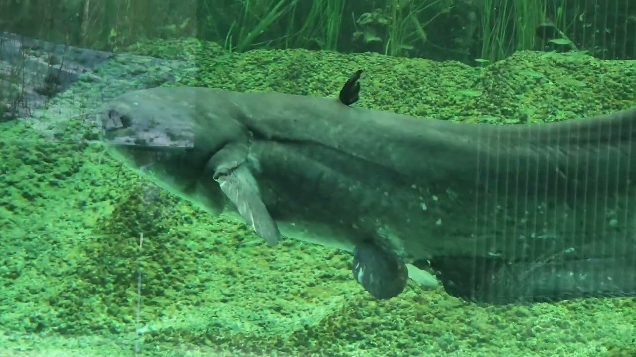 4 k Tiergarten Straubing  02 02 3036