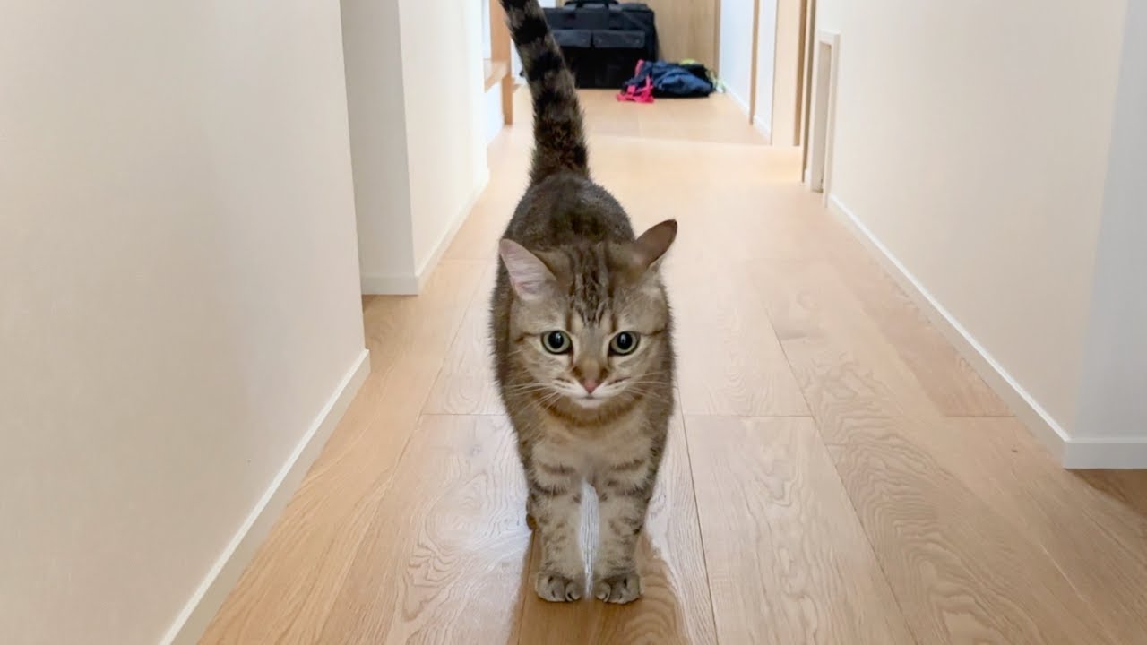 病院から帰ってきたら&hellip;猫が鳴きながらずっとついてきます