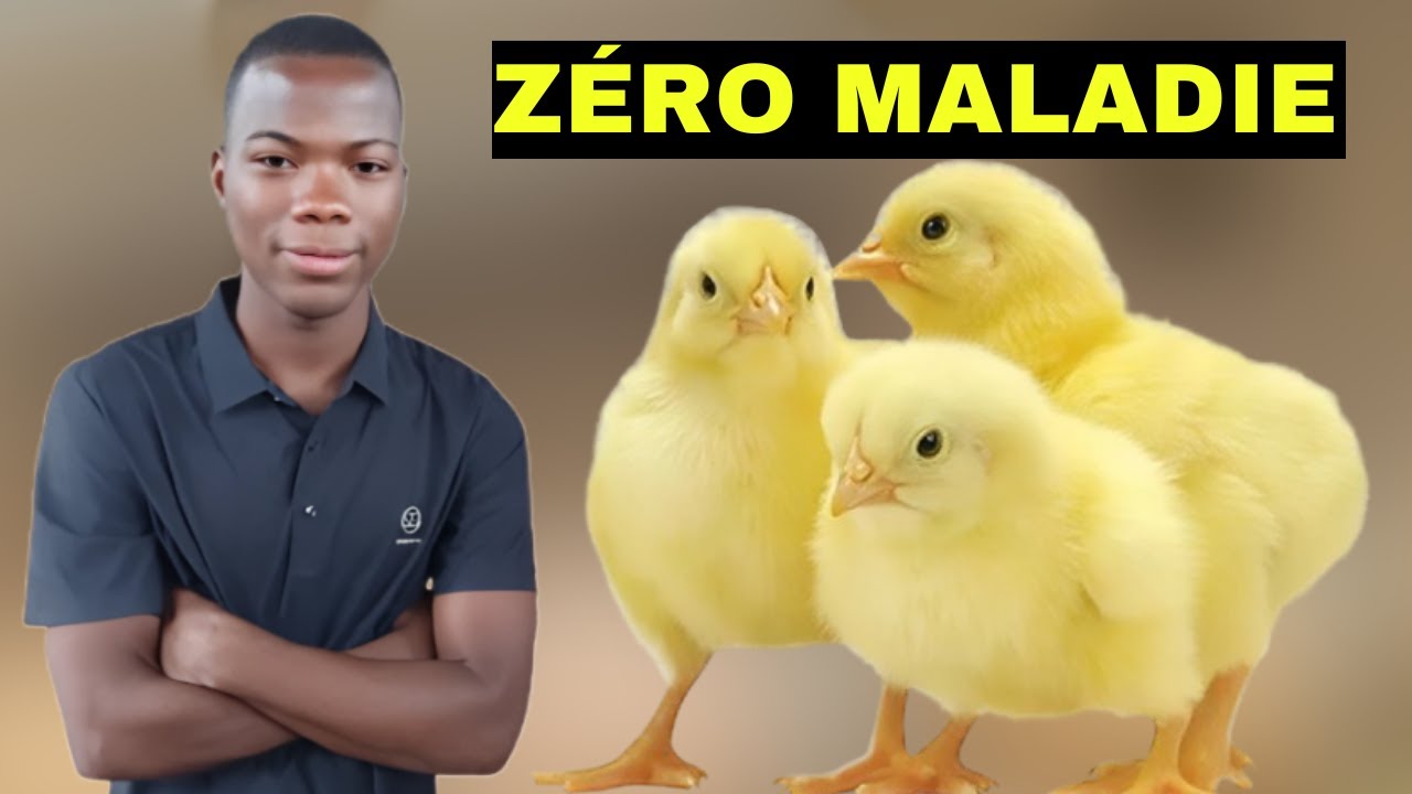 Les 7 médicaments essentiels pour sauver les poulets sur votre ferme