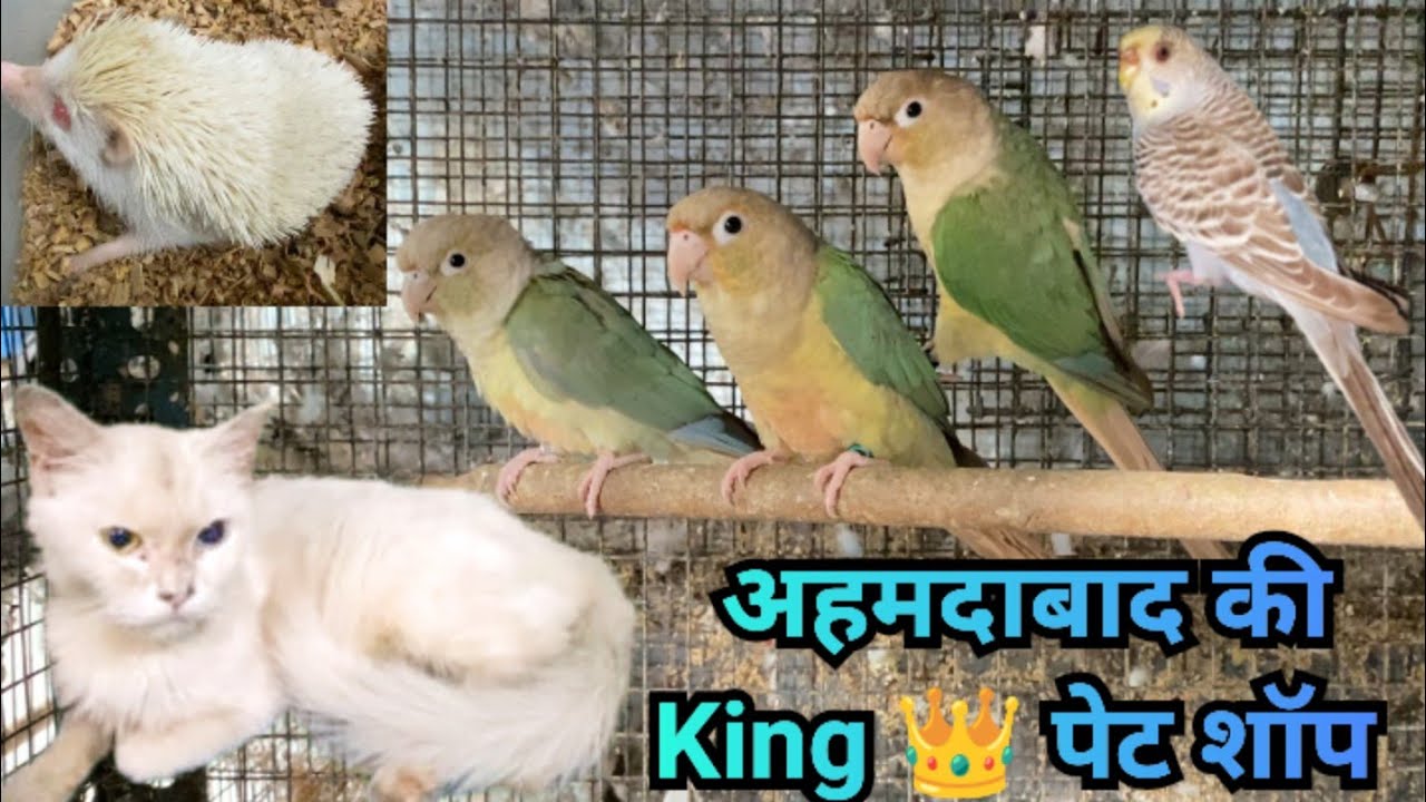Pet shop Ahmedabad # Exotic birds,kittens,Cat's,Budgies,lovebirds,conure, # King Pet Shop Ahmedabad