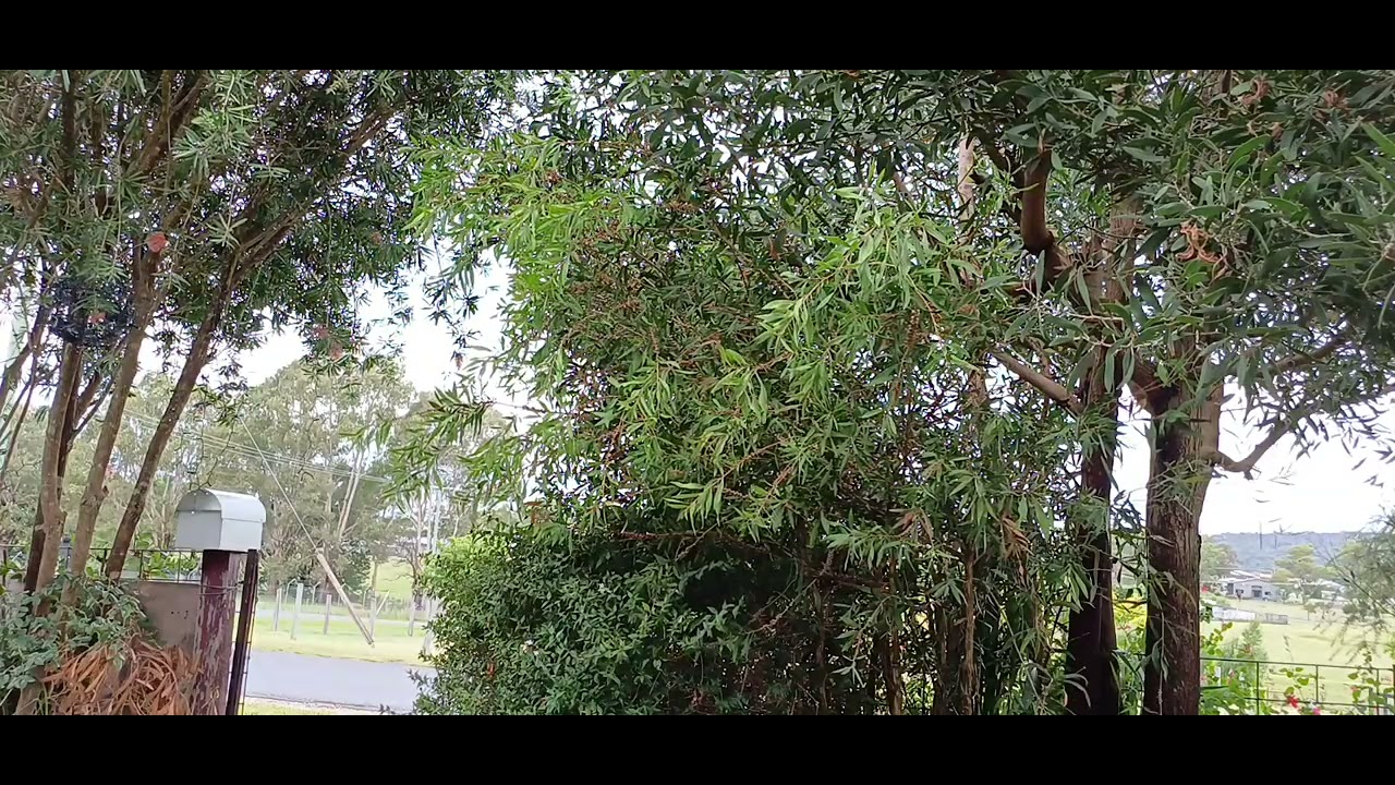 Endless noise in the front garden I try to block out every day.