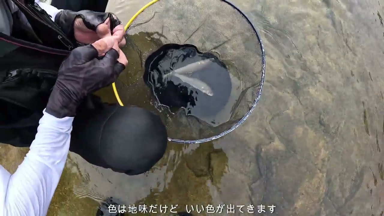 南紀州の旅と釣り（３）古座川水系小川（こがわ）でのアユ釣り