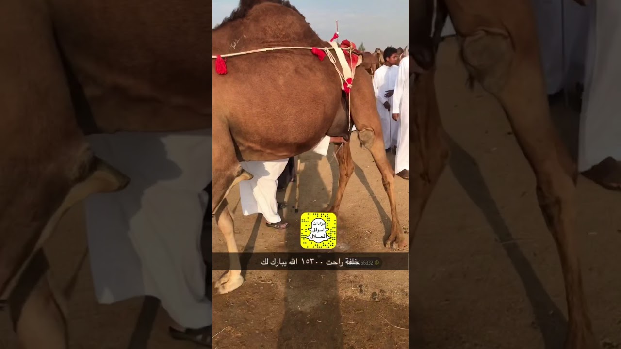 حراج الابل الحمر بسوق الهويل الخميس ١٨/ ٤ /١٤٤٢ بمكه قهوة الجبل