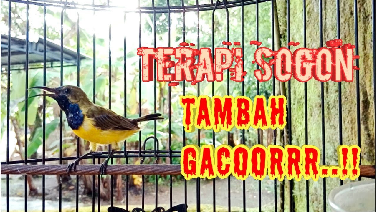 PENDONGKRAK EMOSI SOGON LAIN PUTAR LANGSUNG NYAUT #sogongacor #sogokontonggacor #pancingansogongacor