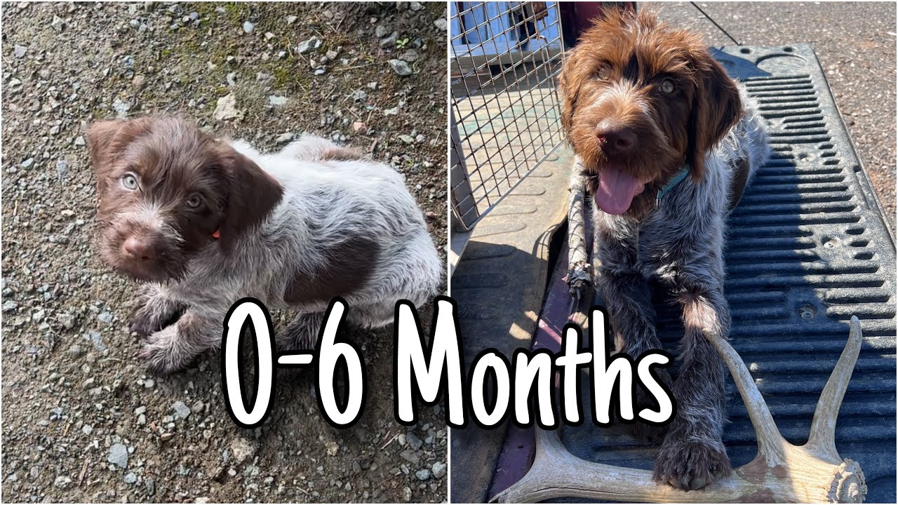 Wirehaired Pointing Griffon | First 6 Months