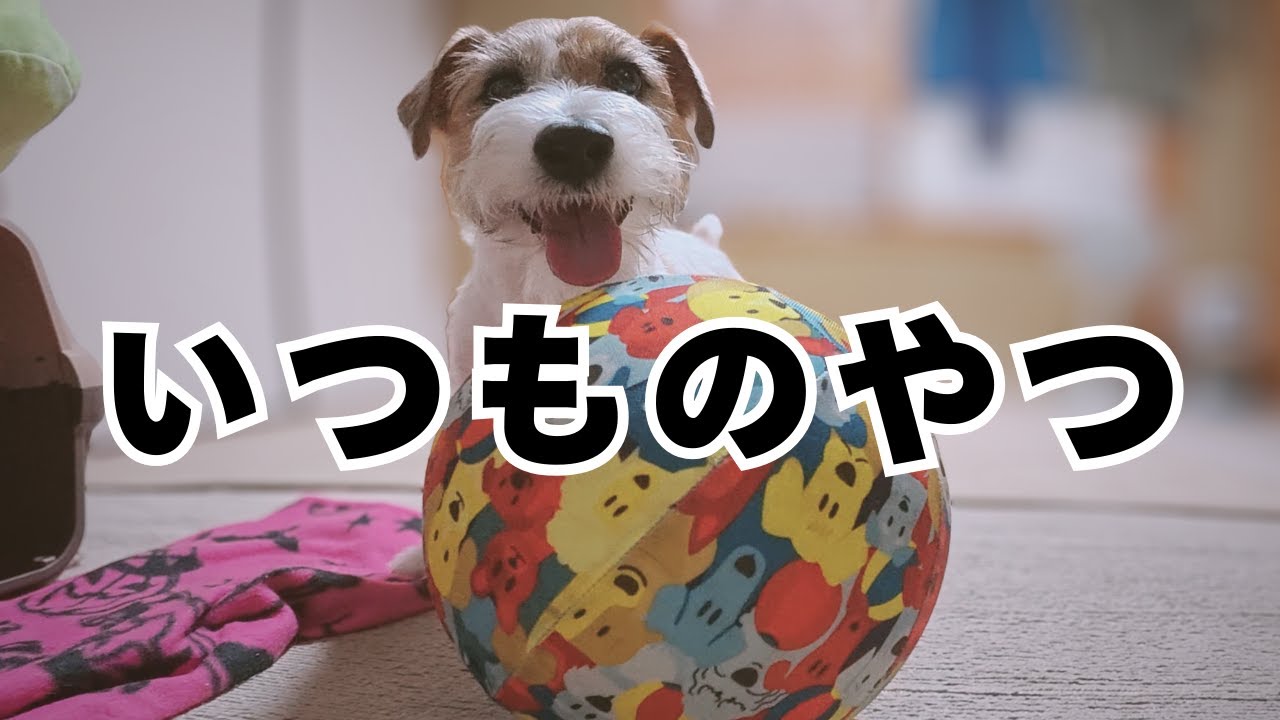 ウチの中でもスタミナ怪獣