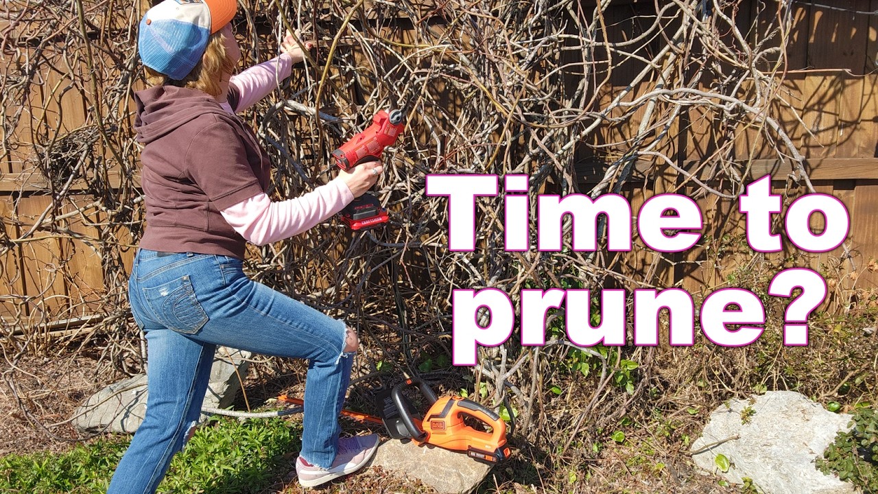Pruning & Cleaning up the Rock Garden | Taming Wisteria & Trimming Shrubs | My Carolina Garden