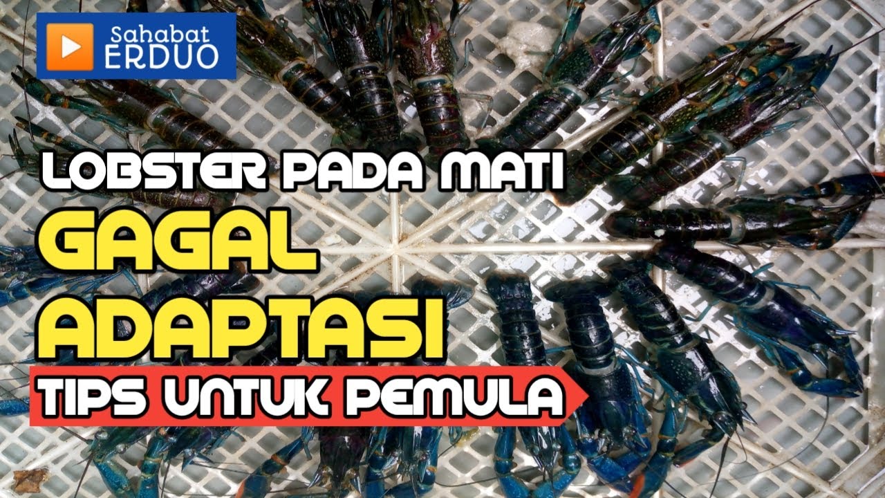 LOBSTER PADA MATI GAGAL ADAPTASI - Panduan Bagi Pemula (Penanganan Awal)