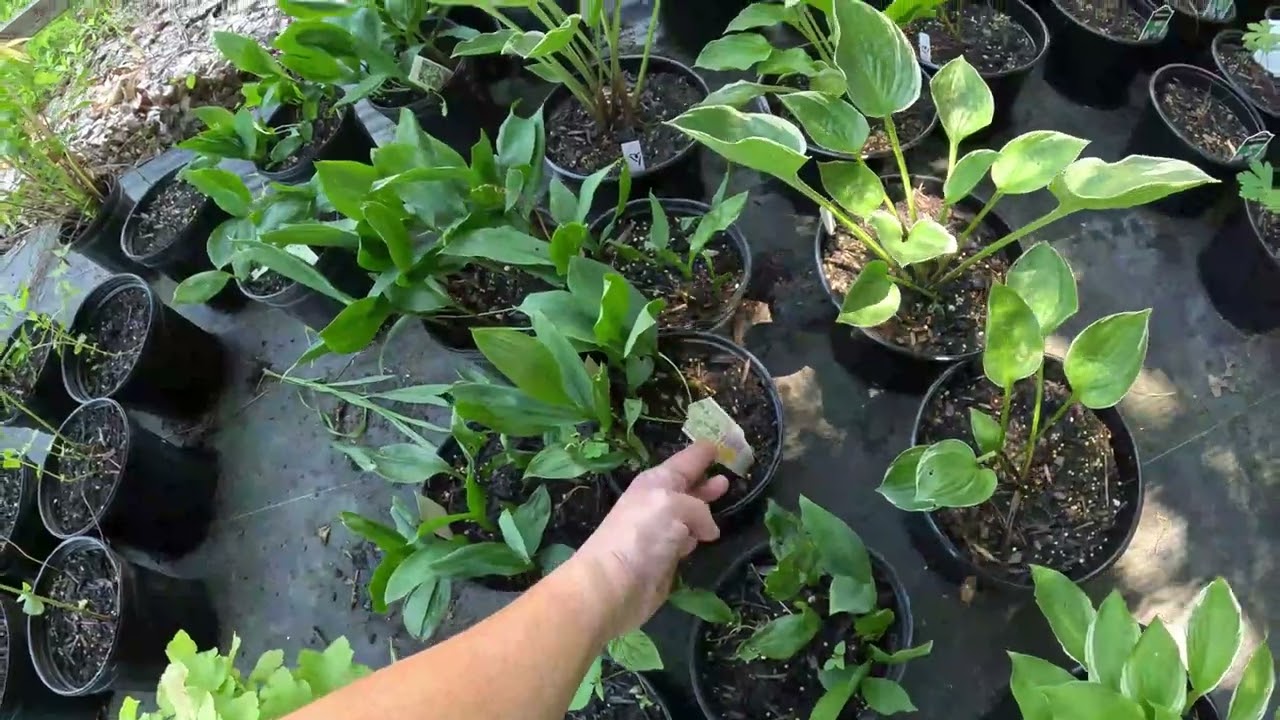 Shopping for New Jersey Native Plants