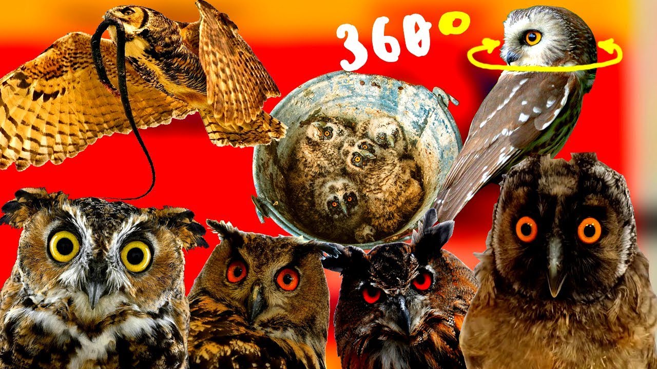 Факты про СОВУ, которых вам лучше не знать, и которые вас удивят