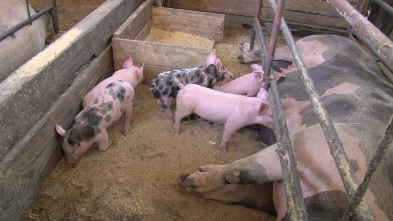 Cama Seca en la producción porcina