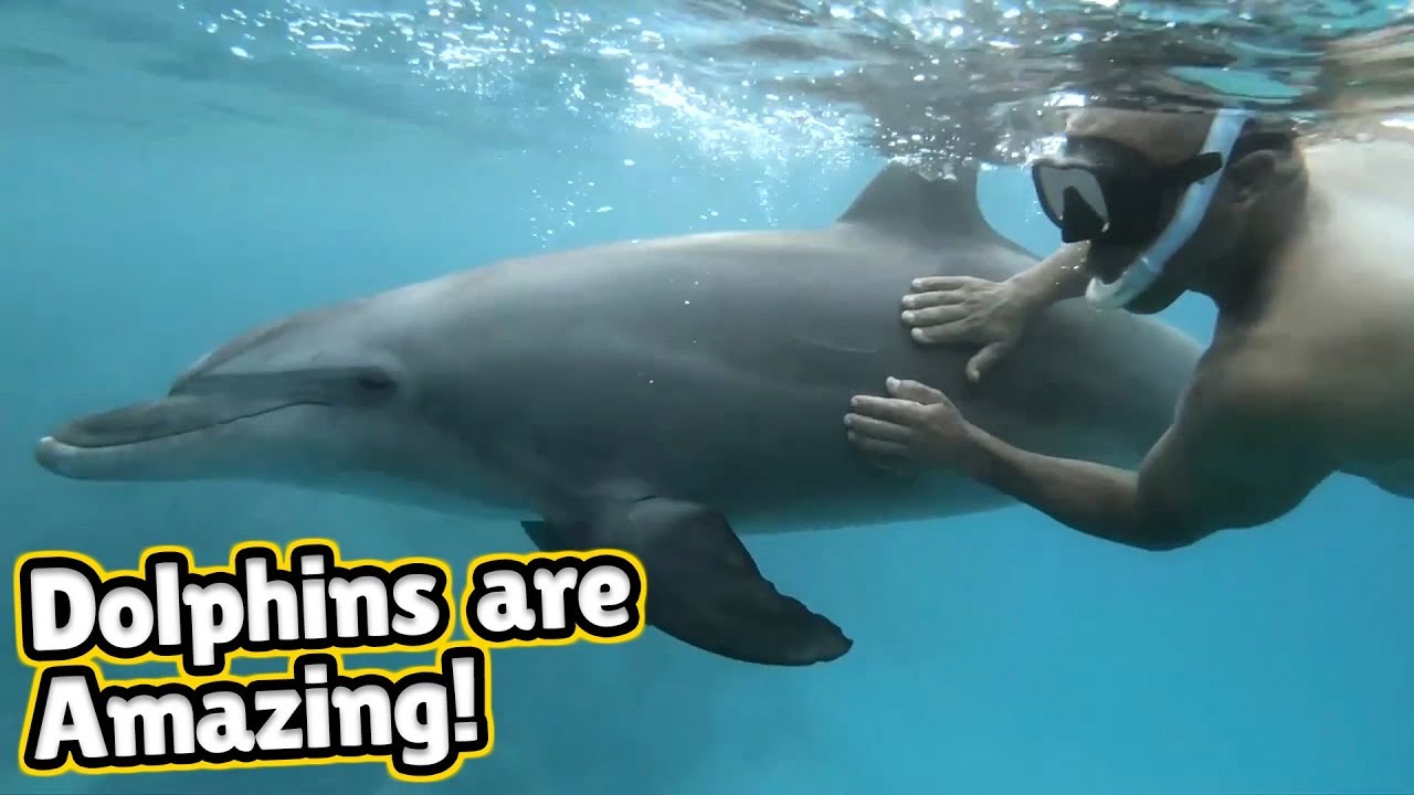 Amazing Dolphin Moments Caught on Camera!