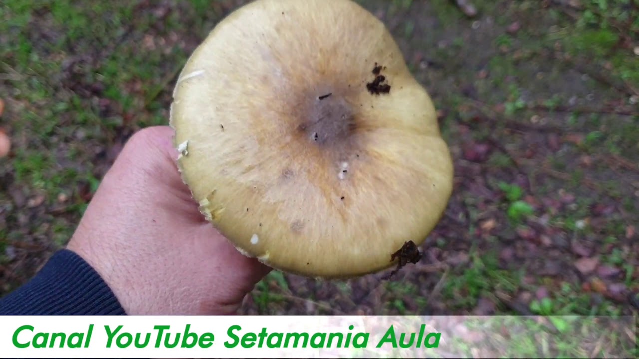 Amanita phalloides: 2025 | Conociendo a la Temida Seta de la Muerte | Setamania Aula