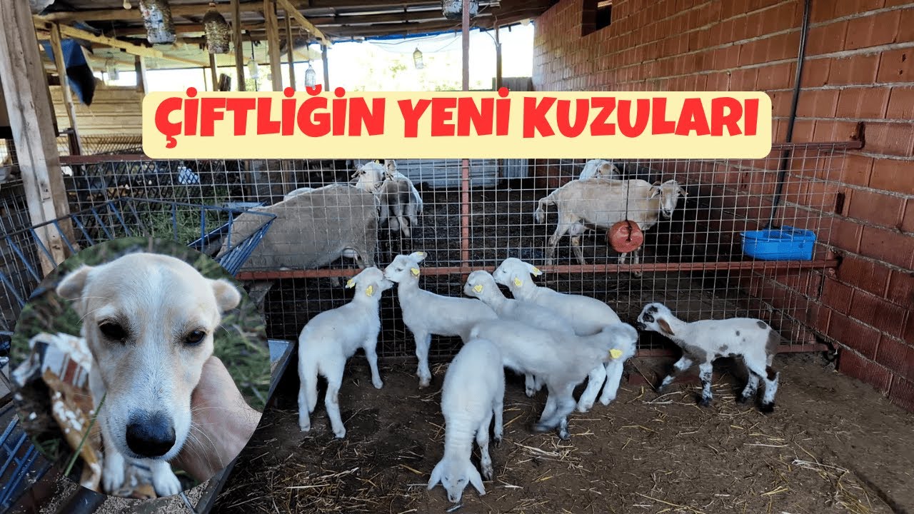 Çiftliğin Yeni Kuzuları | Sokağa Terk Edilen Köpek 