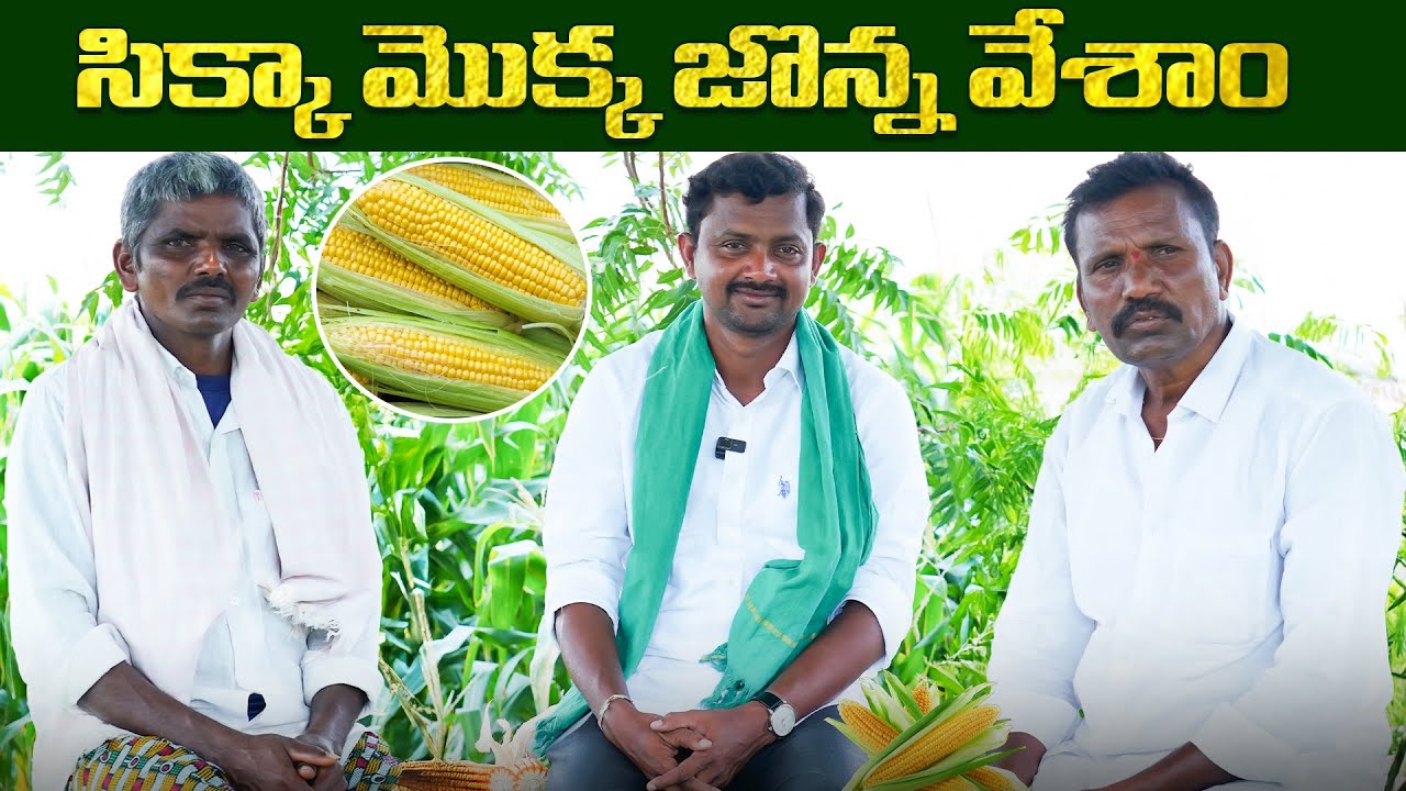 42  క్వింటాళ్ల మొక్కజొన్న పండింది । Sikka Maize