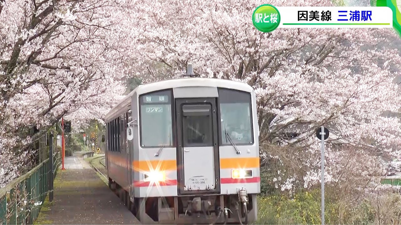 【シリーズ・駅舎と桜】因美線・三浦駅「桜のトンネル」