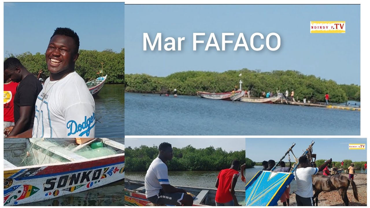 Immersion dans l'Île de Mar Fafaco avec Brosse El Bandit 04 juillet 2023