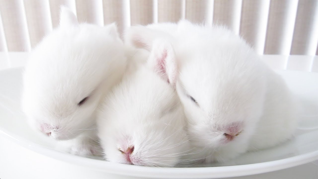 A Baby Bunny Breakfast
