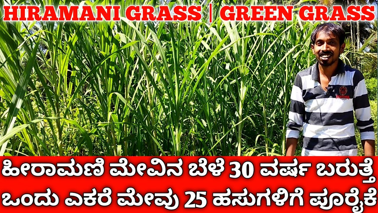ಹೀರಾಮಣಿ ಮೇವಿನ ಬೆಳೆ 30 ವರ್ಷ ಬರುತ್ತೆ | ಒಂದು ಎಕರೆ ಮೇವು 25 ಹಸುಗಳ ಪೂರೈಕೆ | Hiramani Grass | Napier Grass