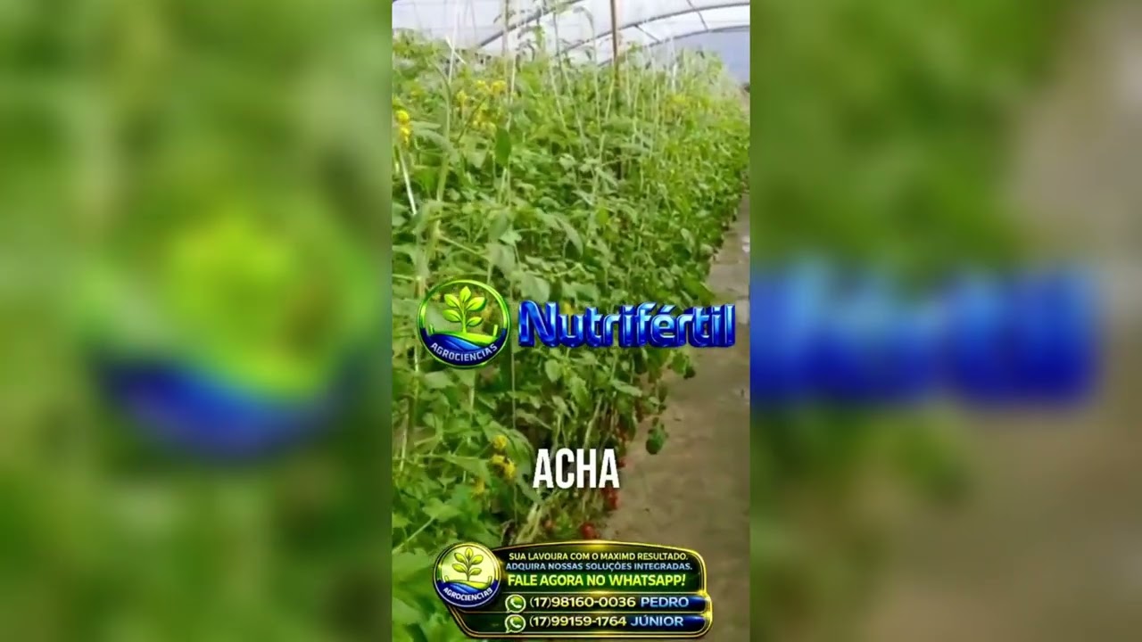 Boveon (Beauveria bassiana) + Agroneem (&Oacute;leo de Neem) na Lavoura de tomate