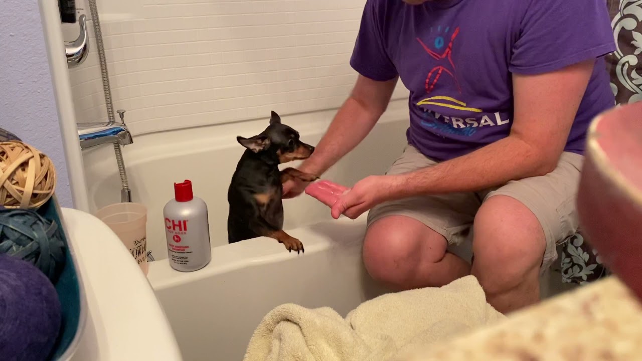 How to bathe a miniature pinscher