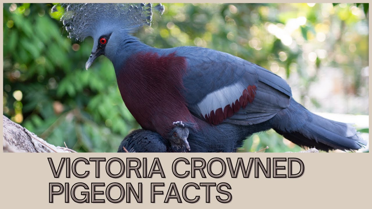 Victoria Crowned Pigeon Facts