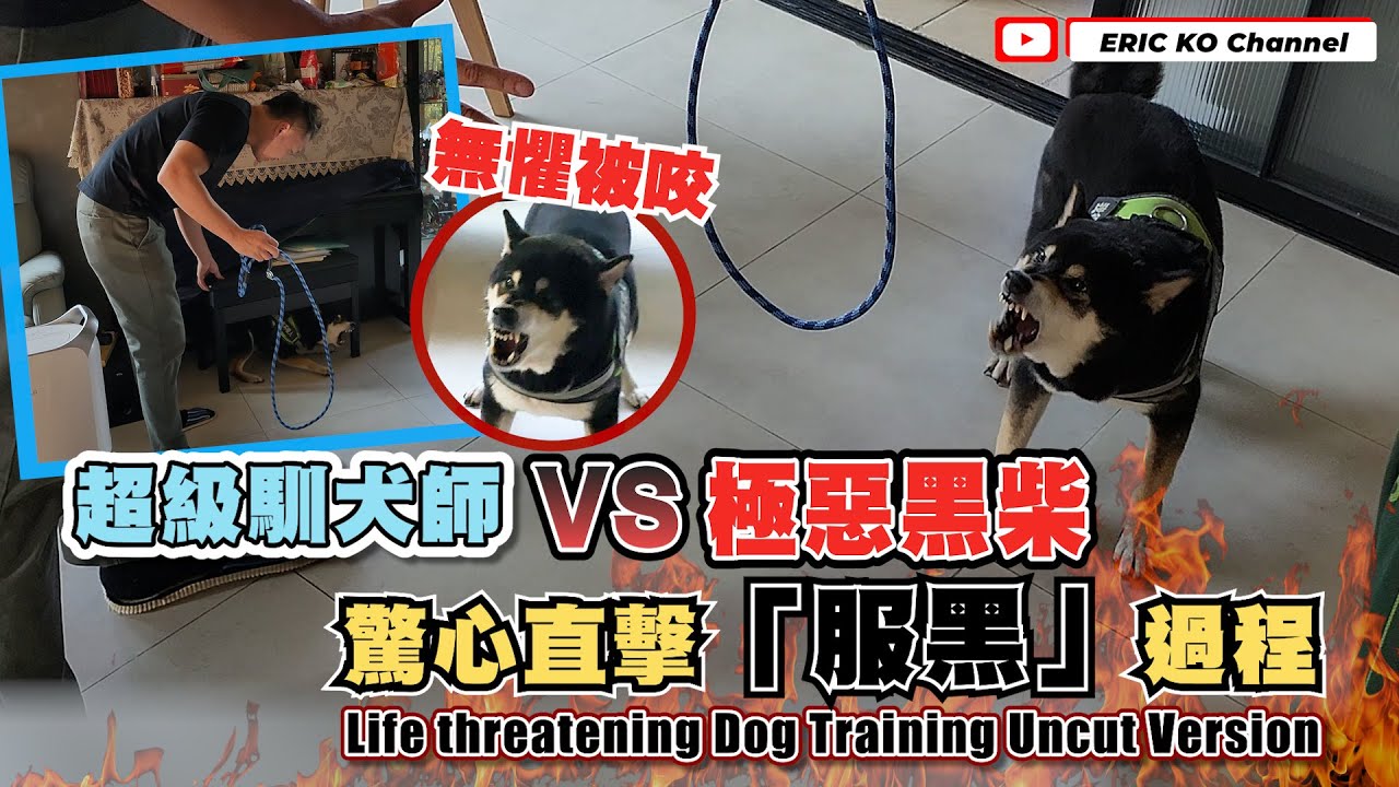 超級神犬師 vs 極惡黑柴 驚心直擊［ 服黑 ］過程 Life Threatening Dog Training UnCut
