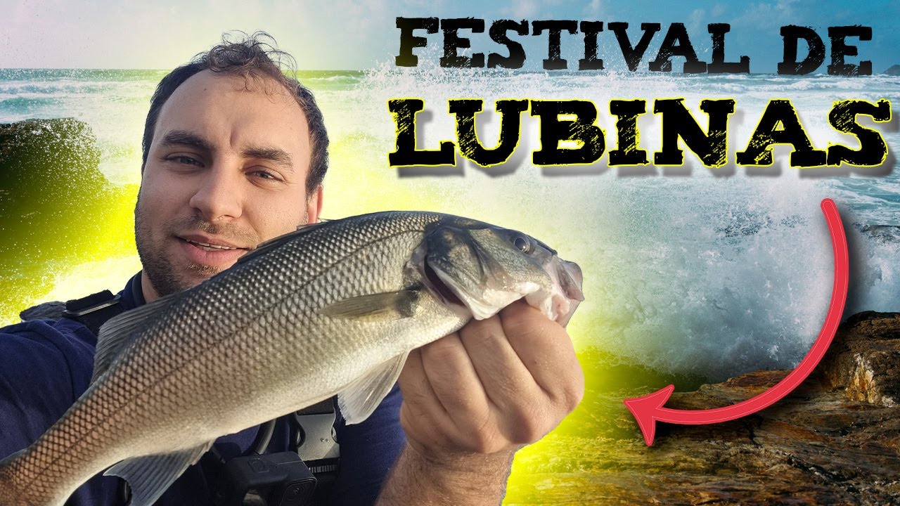 LUBINAS A SPINNING con los MEJORES SEÑUELOS de PESCA👉SHIMANO SILENT ASSASSIN y algún otro💯💥