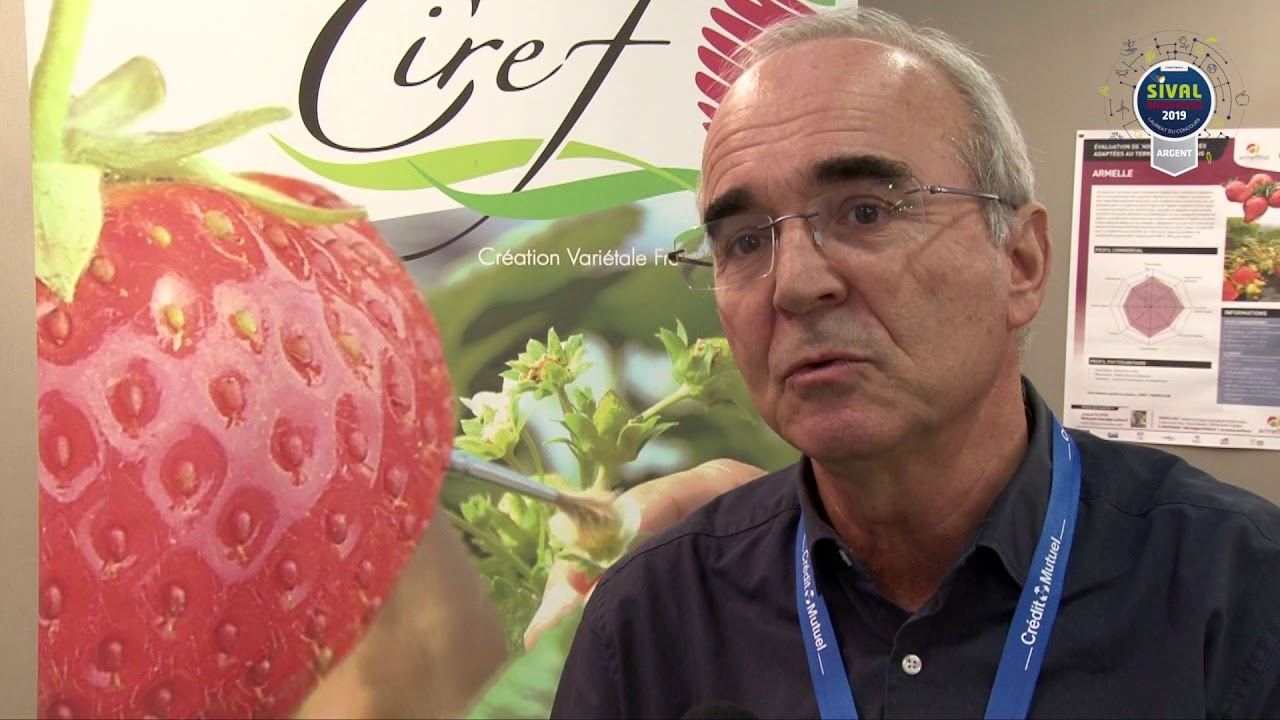 Fraise Armelle - SIVAL D'ARGENT 2019 - CIREF - Armeflhor -