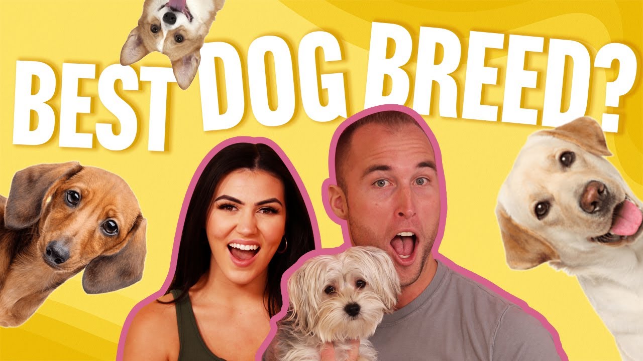 Ranking The BEST DOG BREEDS Of All Time!
