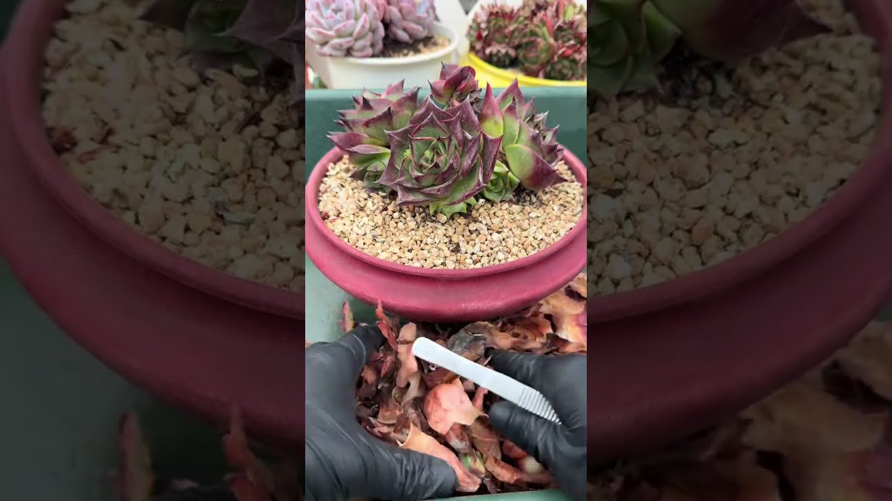 🌿 ASMR Succulent | The Gentle Art of Letting Go 🍂