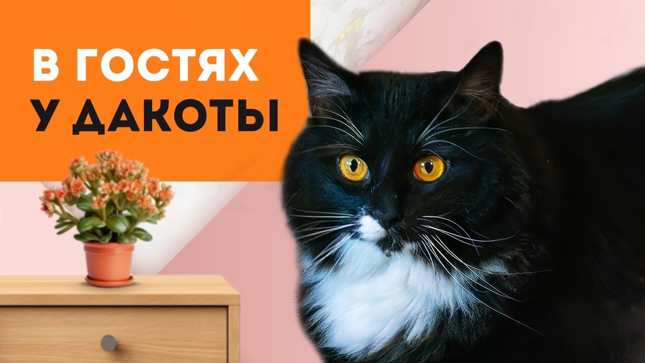 В гостях у Дакоты!