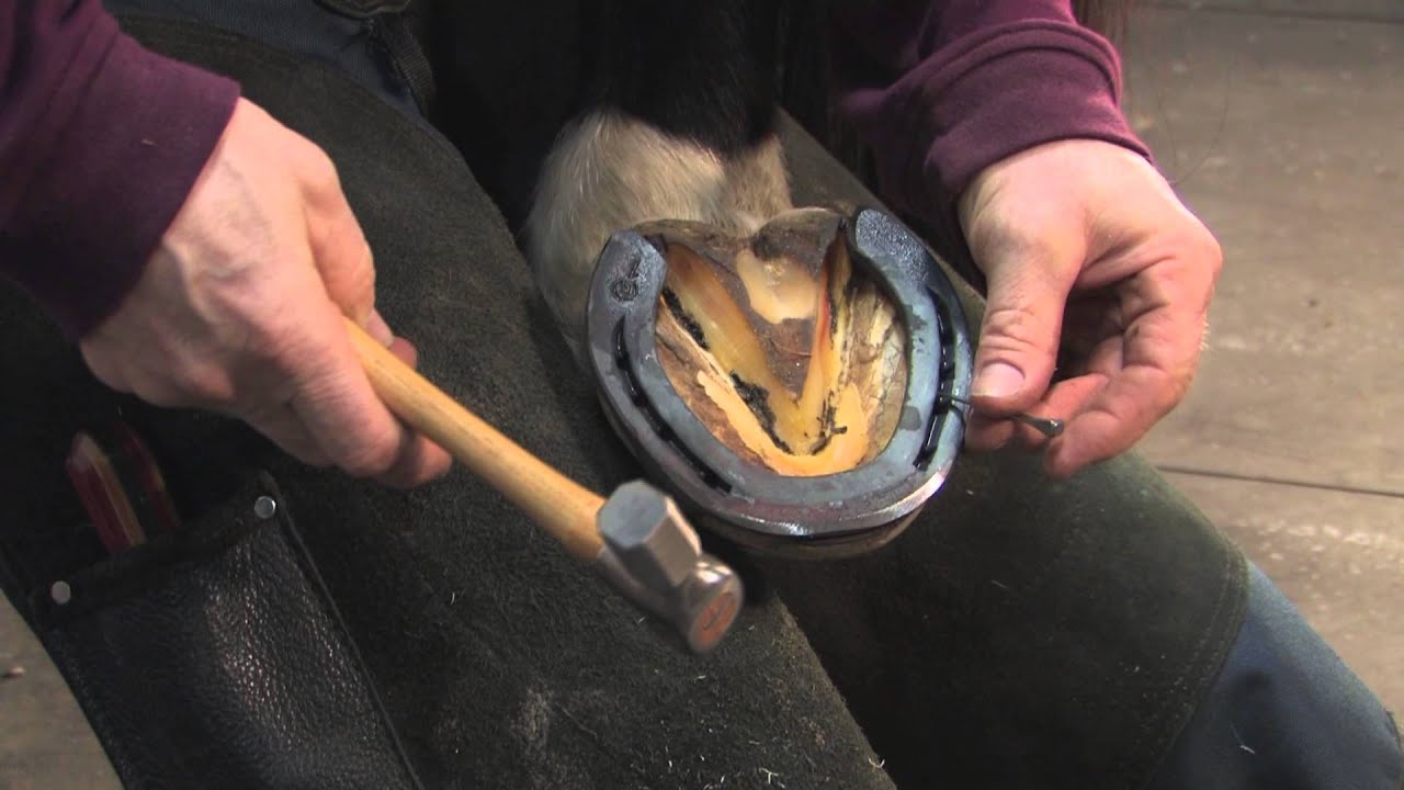 FootPro Farrier Information Series: Shoeing the Hind Feet
