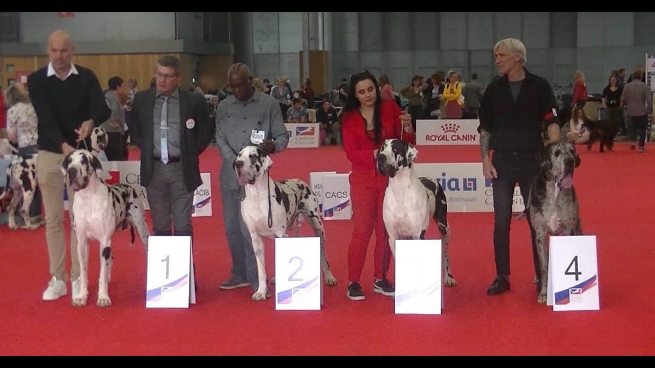 Great Dane in European dog show Paris 2022