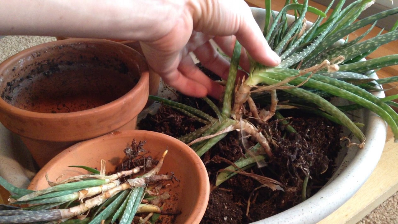 Succulent Transplanting 🌵 Aloe vera
