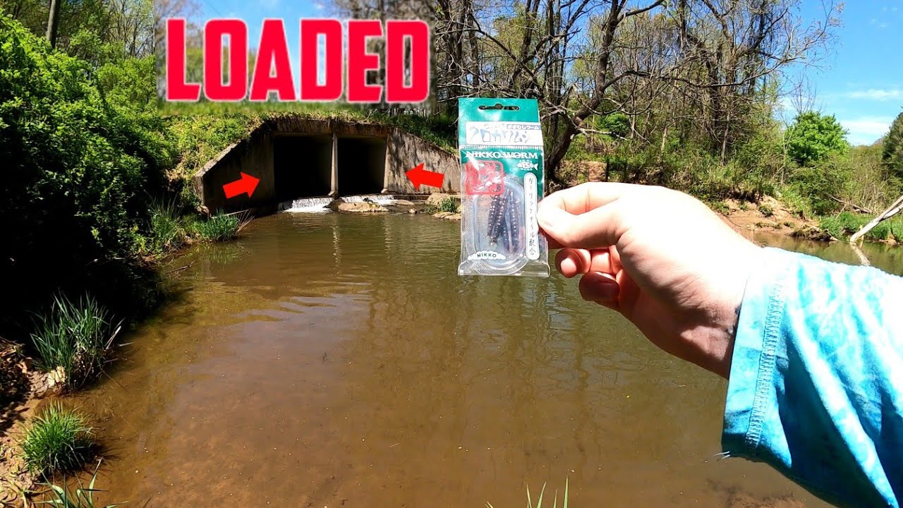 This Feeder Creek is LOADED With RAINBOW TROUT! || Trout Fishing with Cadisflies
