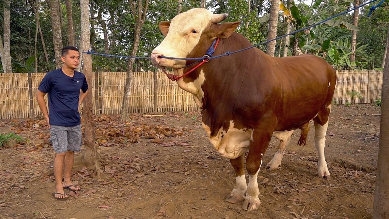BIKIN AMBLES TIMBANGAN !! SAPI JUMBO TEMAN BARU SENO Dkk