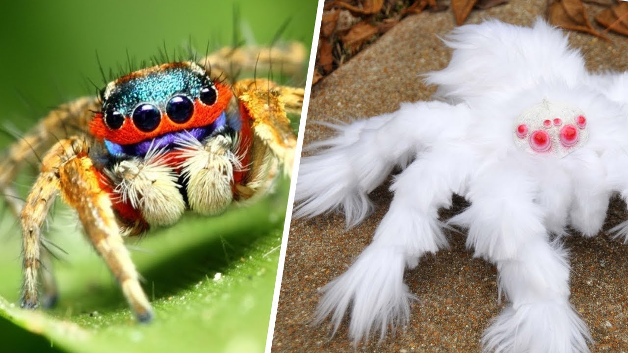 10 Incre&iacute;bles ARA&Ntilde;AS Que No CREER&Aacute;S Que Existen 🕷️☣️ Dato Curioso