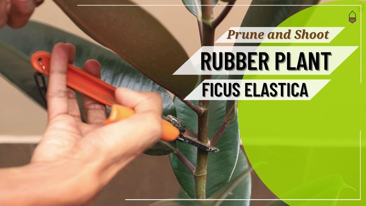 Когда обрезать фикус каучуконосный (Ficus Elastica) &mdash; Обрезка и побеги &mdash; Как обрезать фикус каучу...
