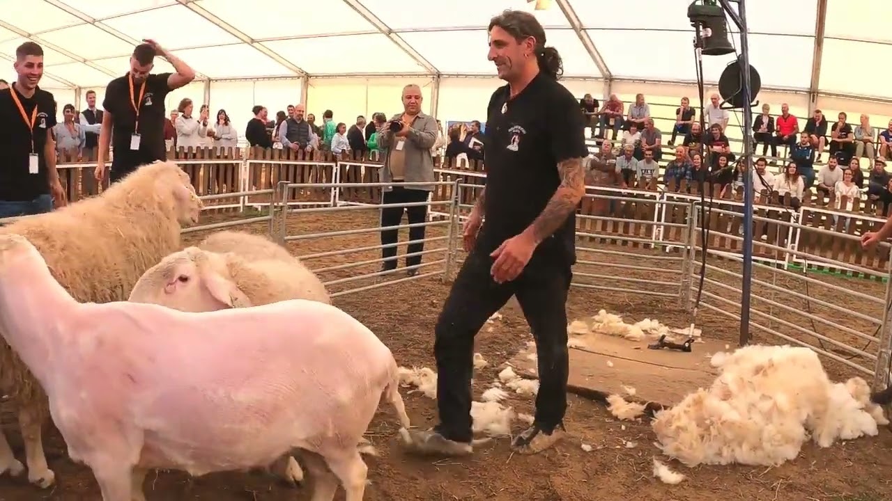 Esquileo De Ovejas Feria Ovino 2022 Zamora.