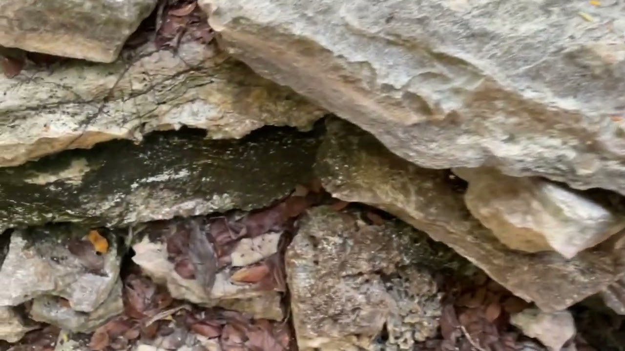 Species Spotlight: Coral and Oolitic Limestone