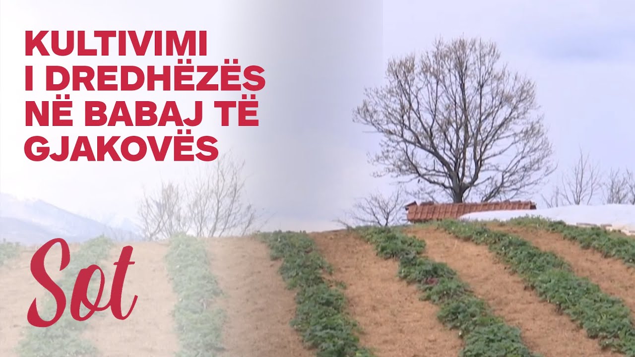 Kultivimi i dredhëzës në babaj të Gjakovës 23 04 2021