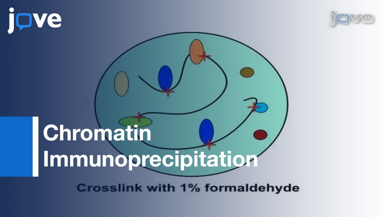 (ChIP):Assay Dynamic Histone Modification In Activated Gene Expression